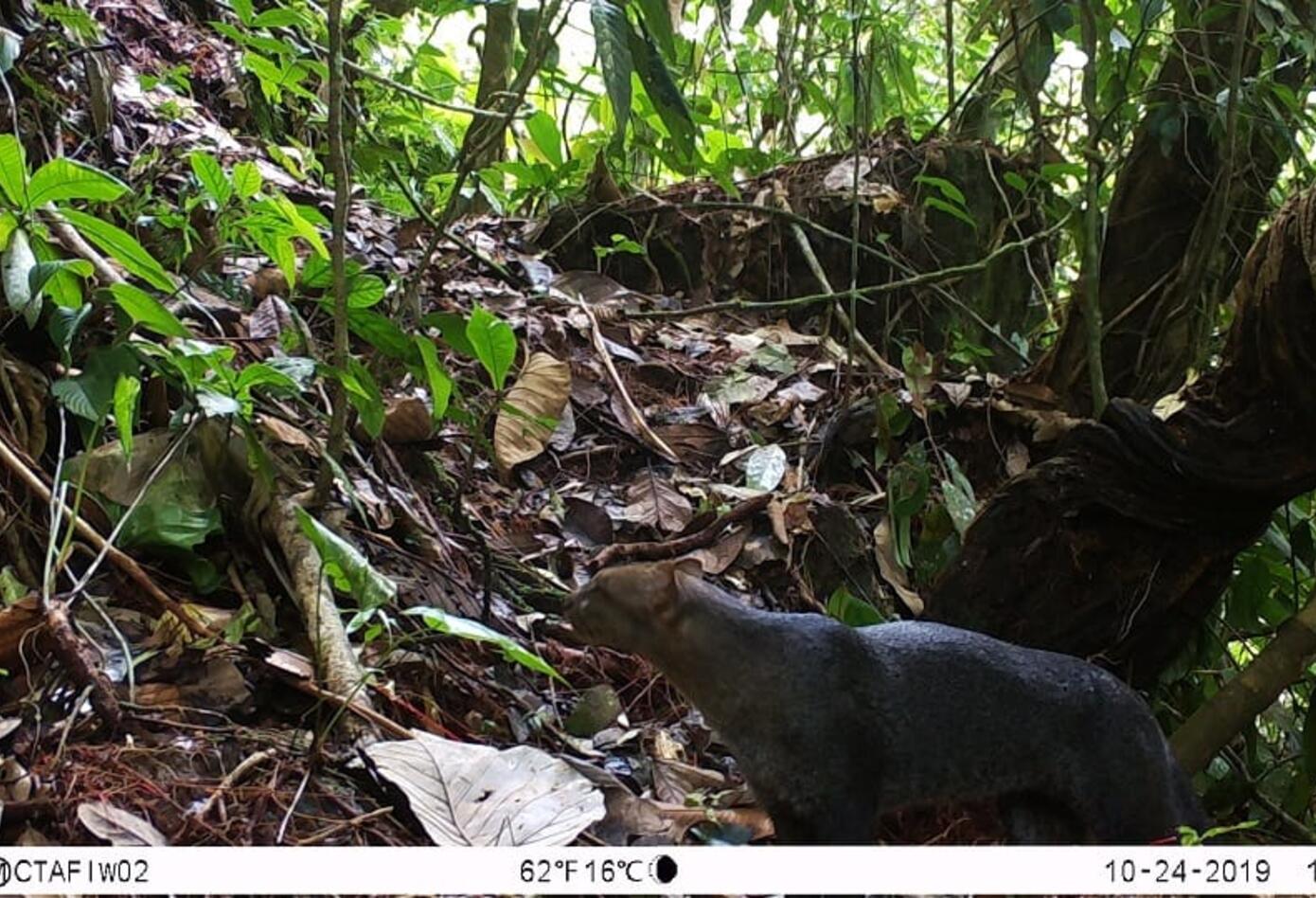 Jaguarundi 5