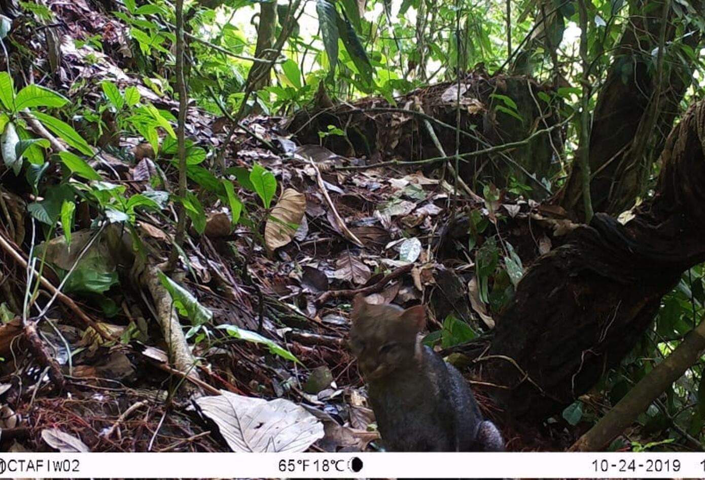 Jaguarundi 6