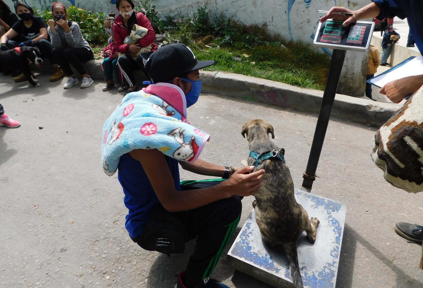 Jornada de esterilización de animales (perros y gatos) en el sur de Bogotá.
