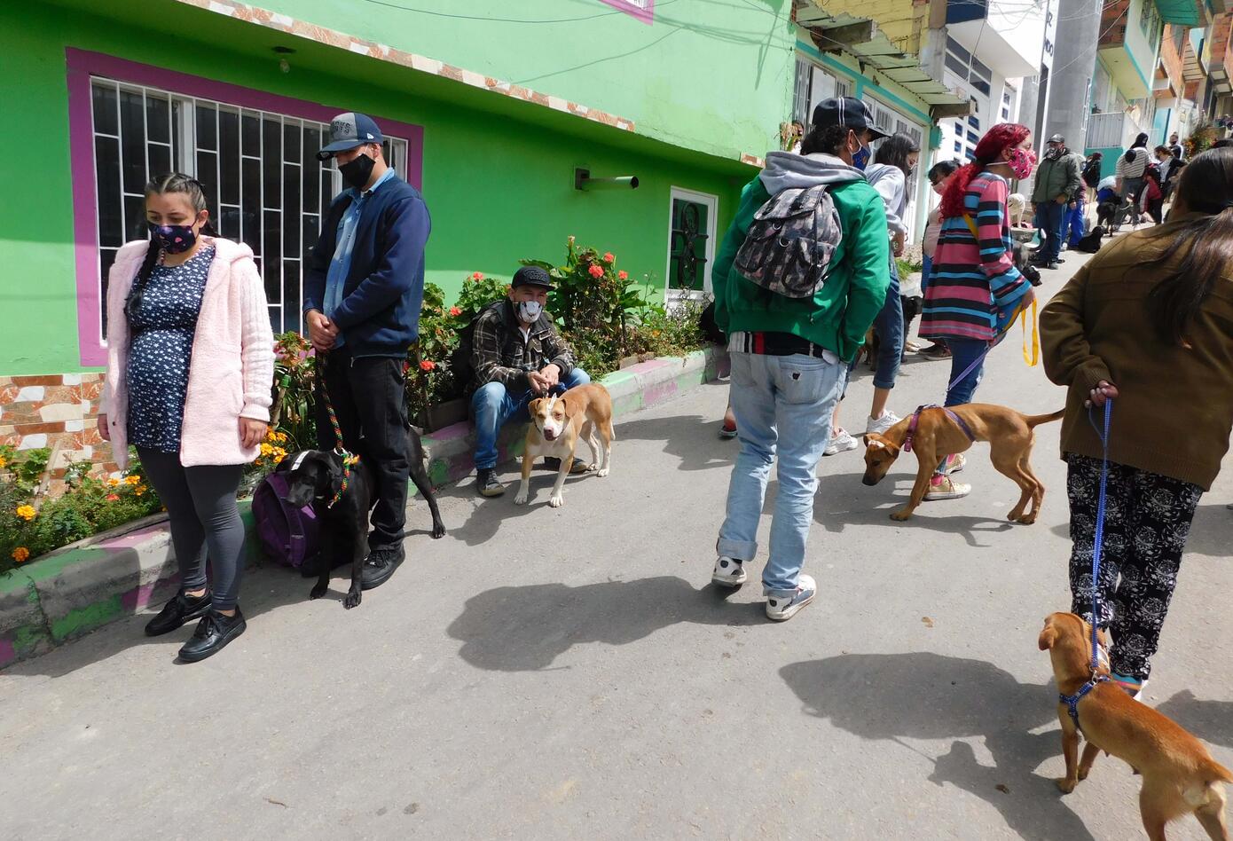 Jornada de esterilización de animales (perros y gatos) en el sur de Bogotá.