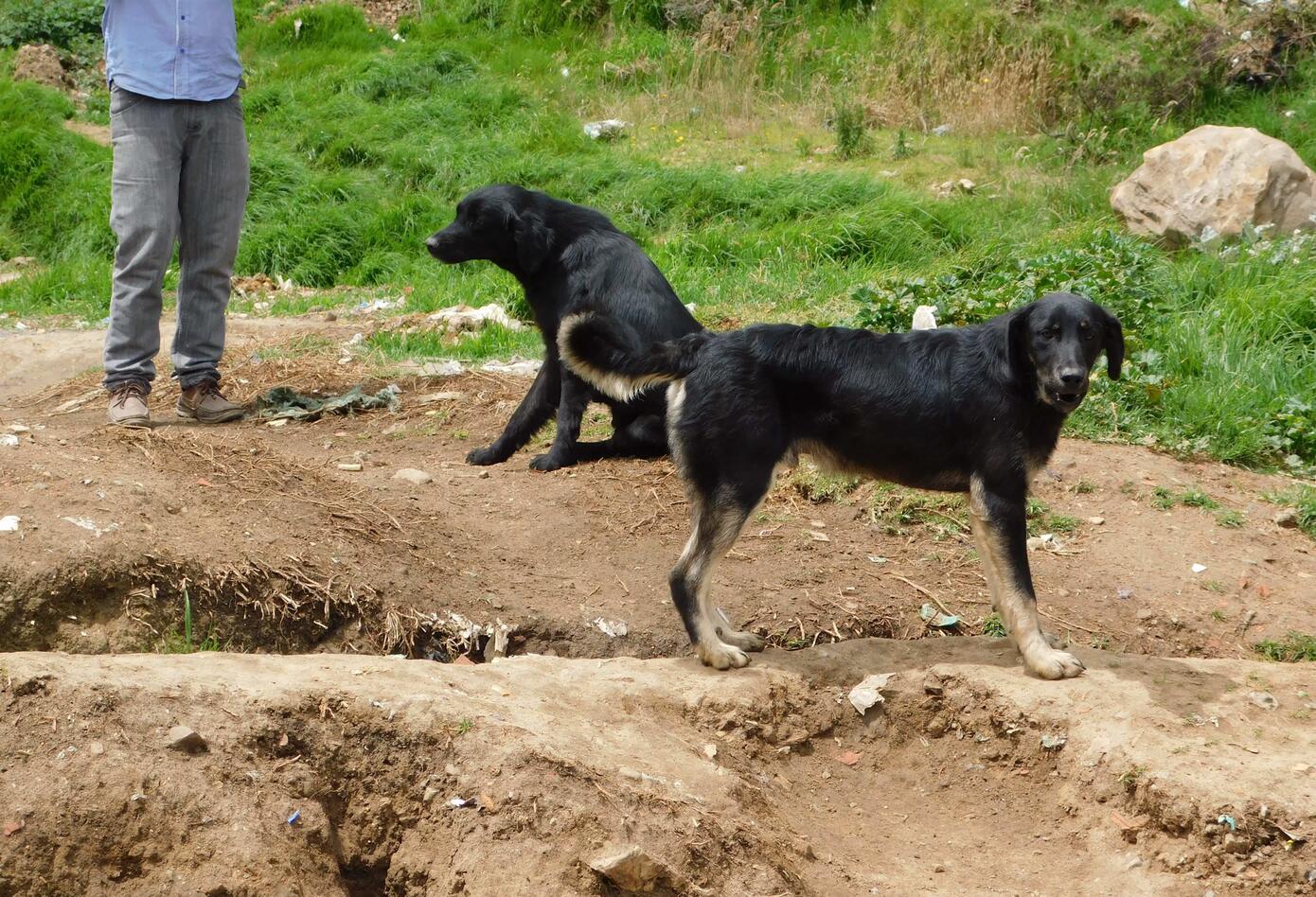 Perros abandonados en Ciudad Bolívar/Bogotá.