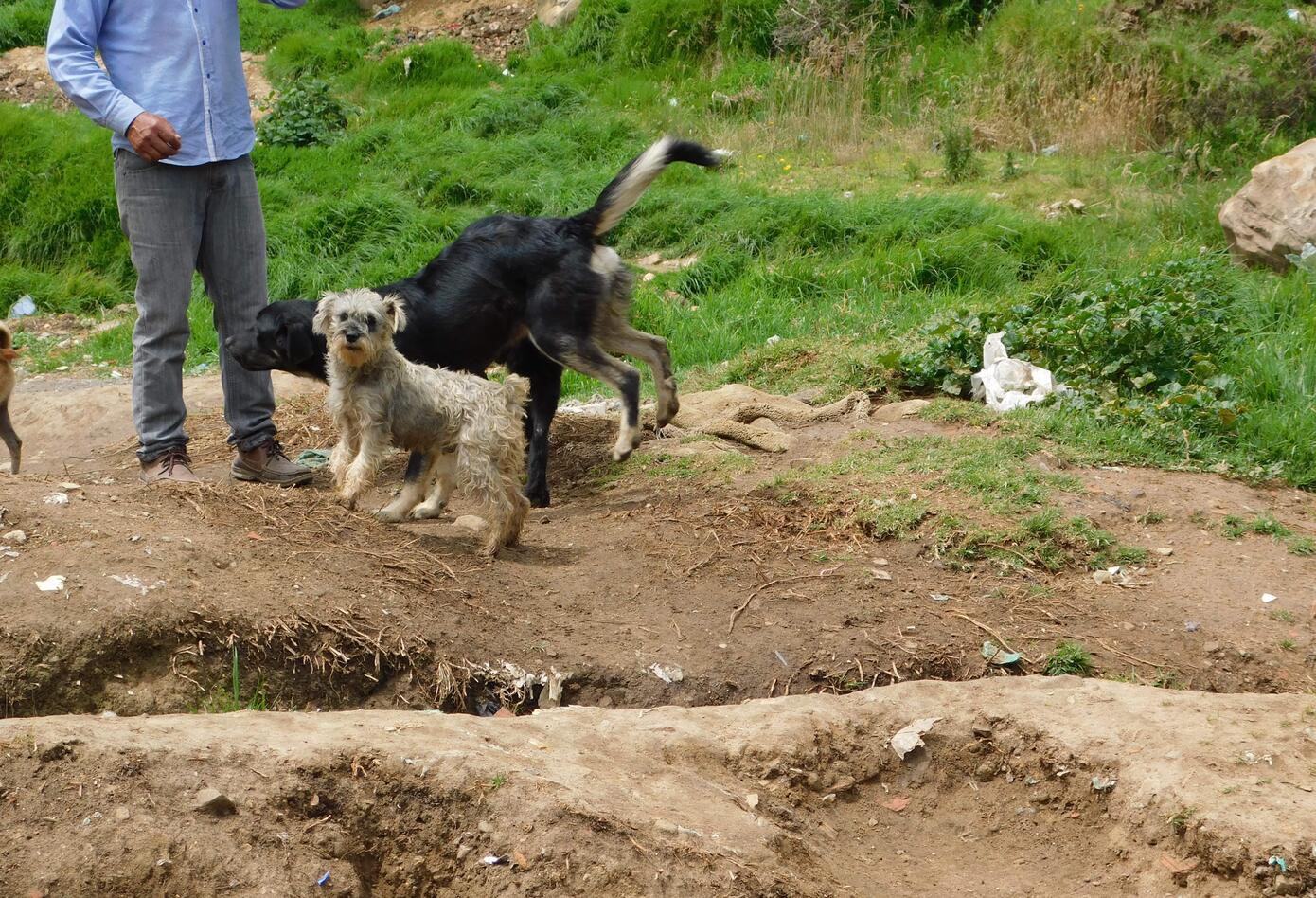 Perros abandonados en Ciudad Bolívar, Bogotá.