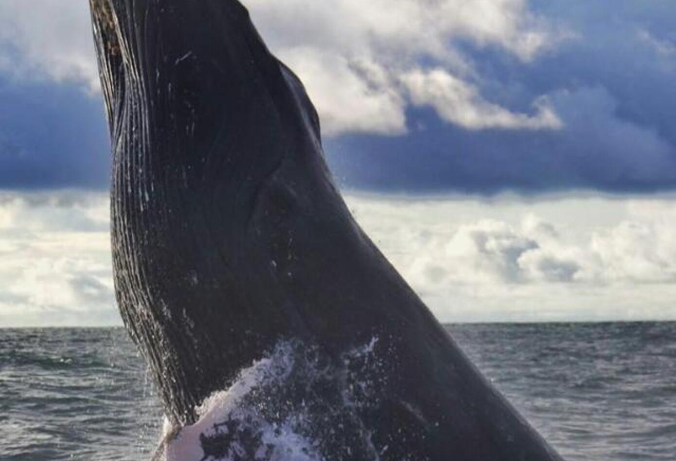 Ballenas jorobadas 1