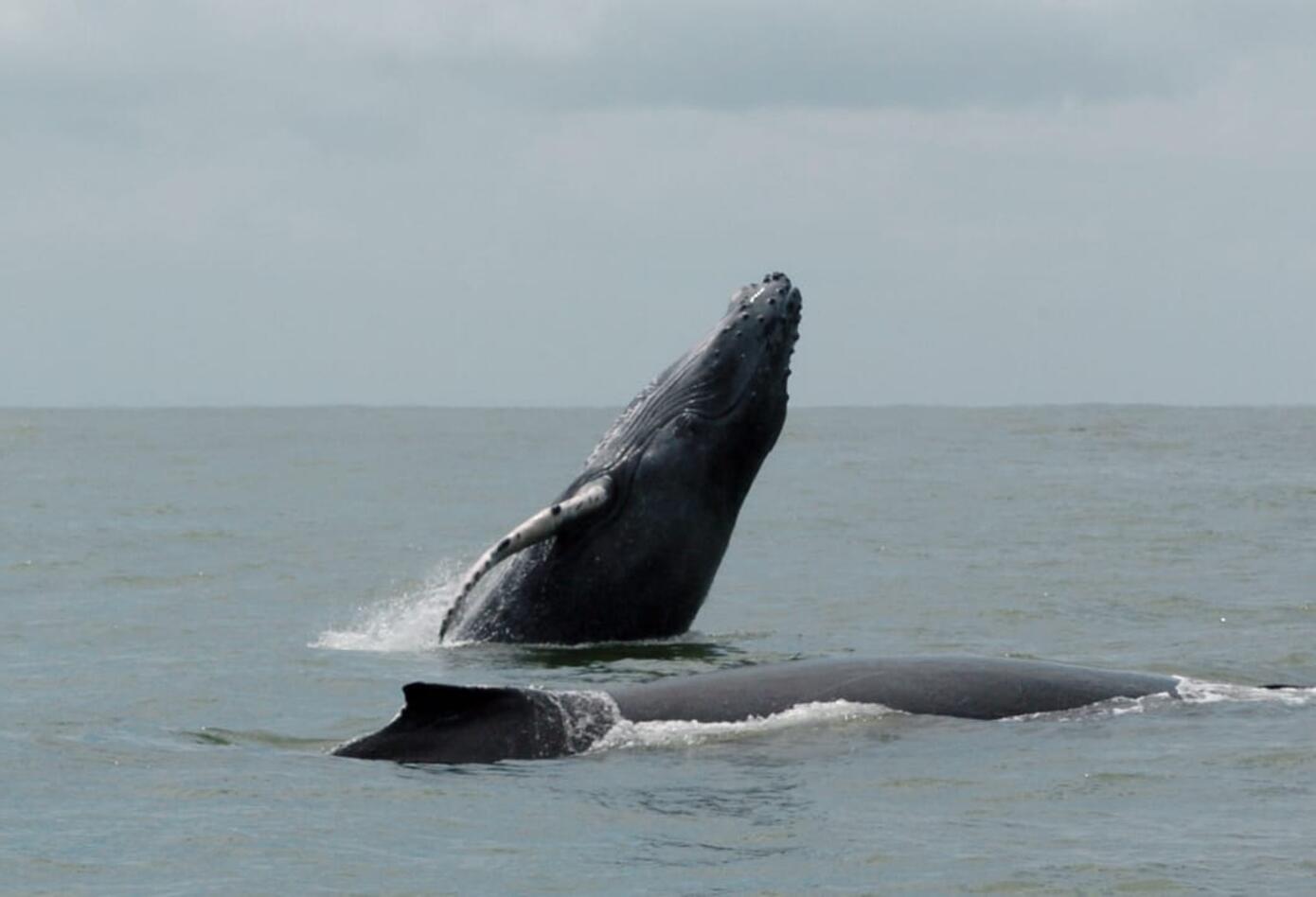 Ballenas jorobadas 2
