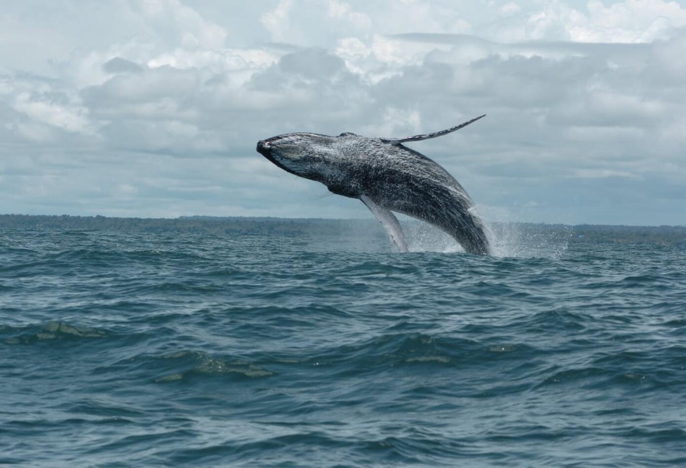 Ballenas jorobadas 3