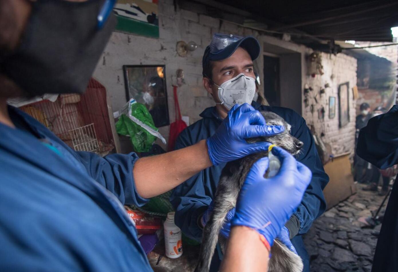 Más de veinte perros, gatos y palomas estaban cruelmente confinados en vivienda de Bogotá.