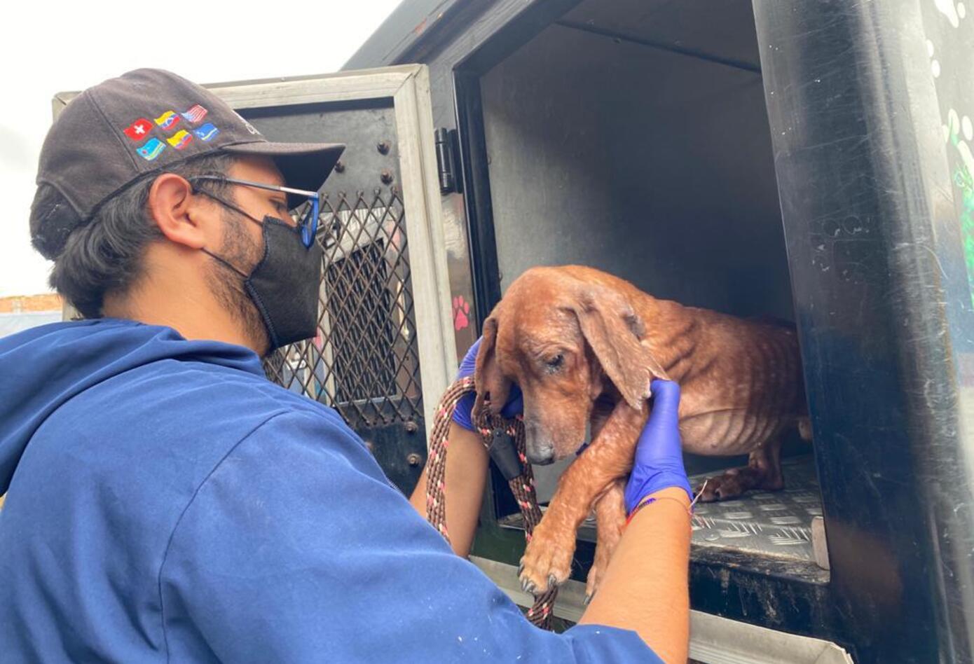 Más de veinte perros, gatos y palomas estaban cruelmente confinados en vivienda de Bogotá.