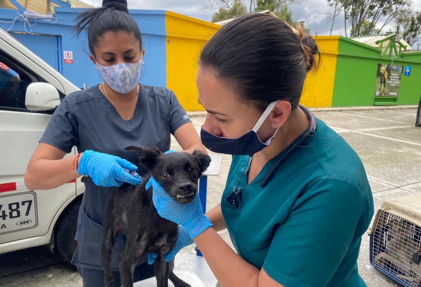 Más de veinte perros, gatos y palomas estaban cruelmente confinados en vivienda de Bogotá.