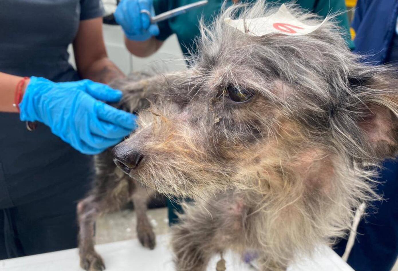 Más de veinte perros, gatos y palomas estaban cruelmente confinados en vivienda de Bogotá.