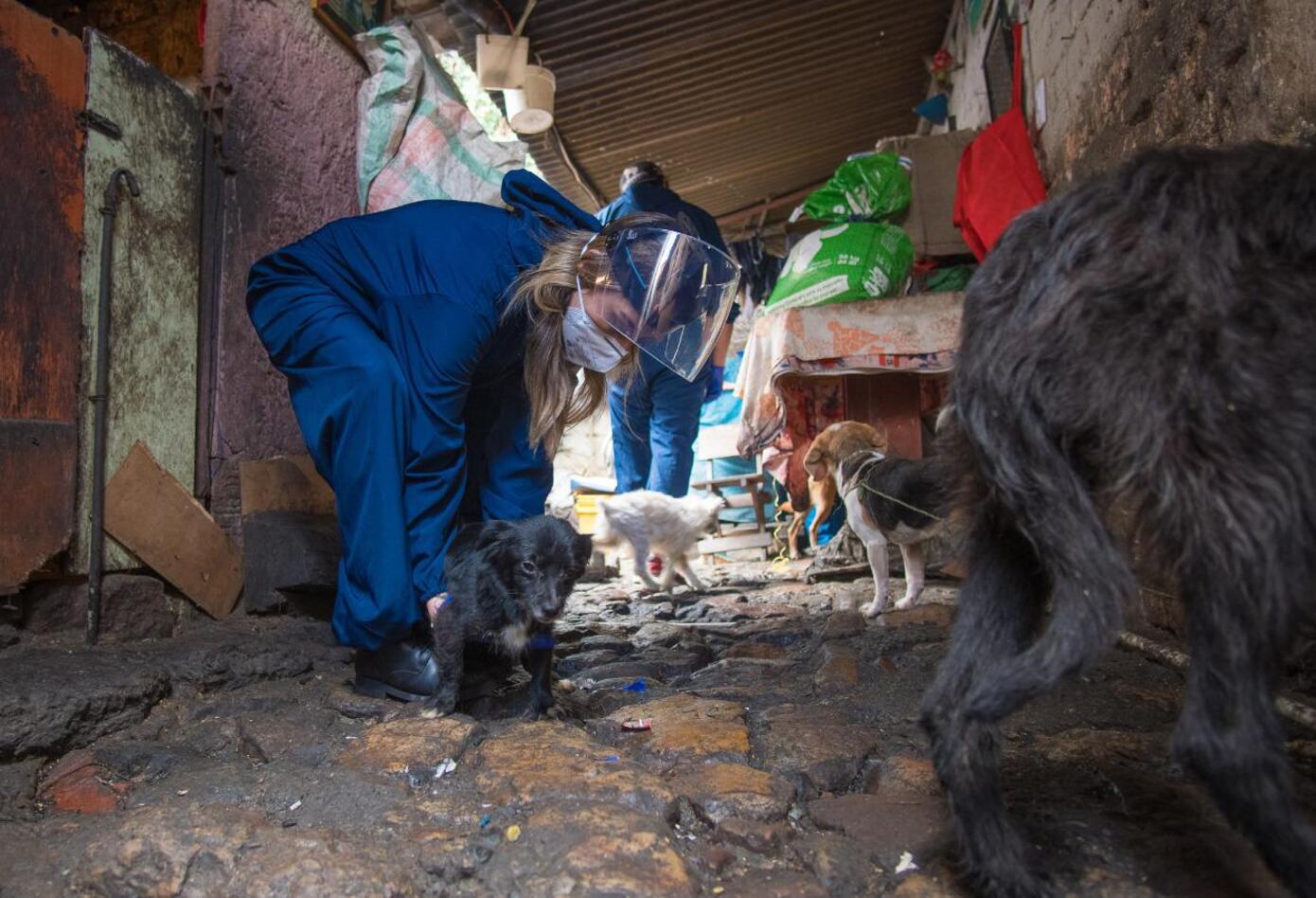 Más de veinte perros, gatos y palomas estaban cruelmente confinados en vivienda de Bogotá.