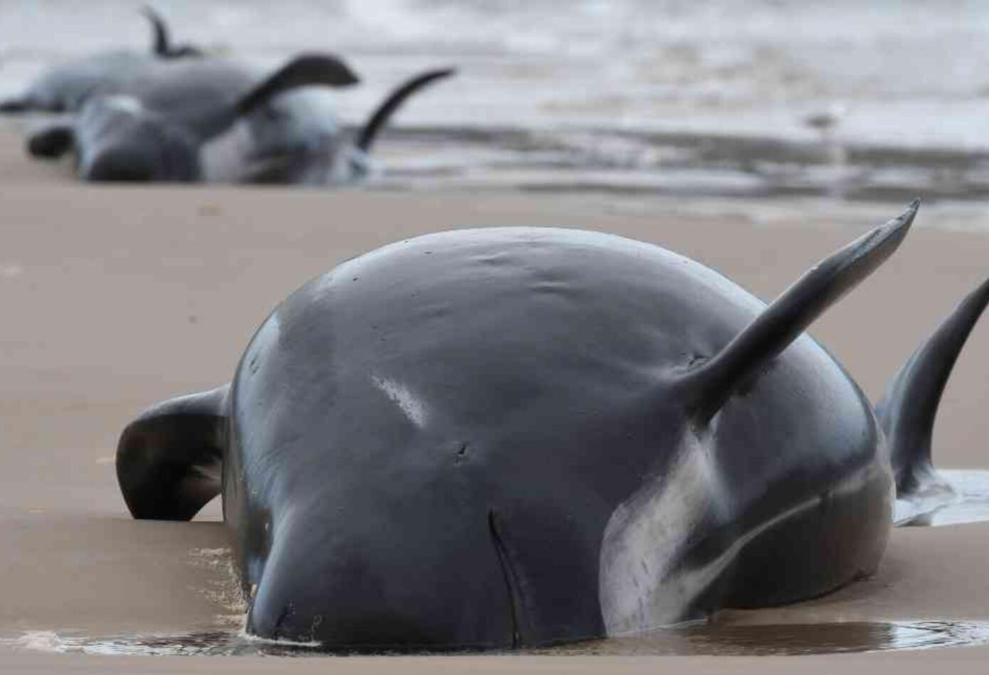 Ballenas varadas en Australia.