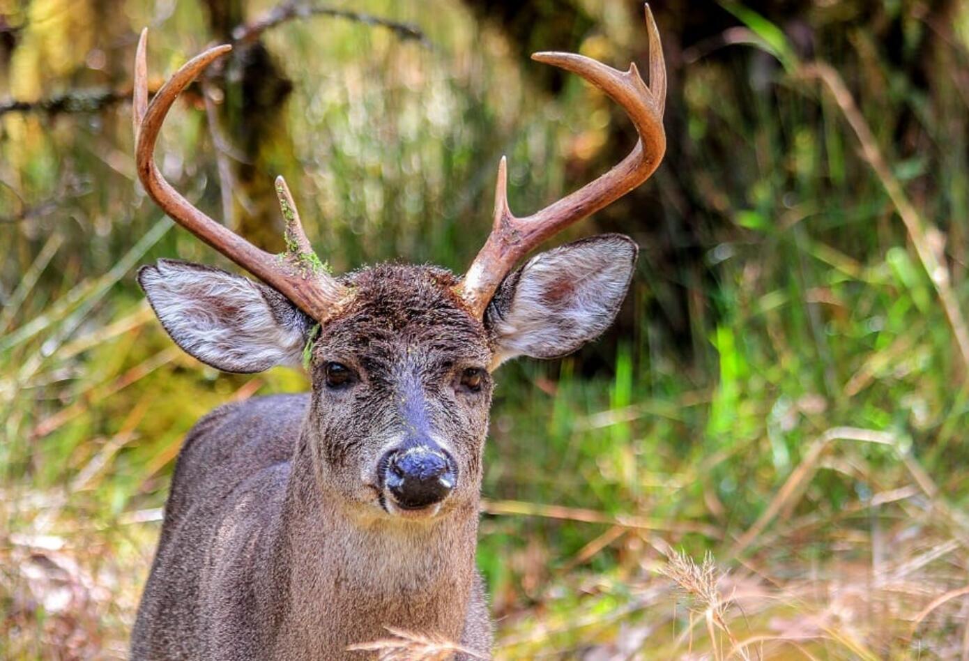 Venado