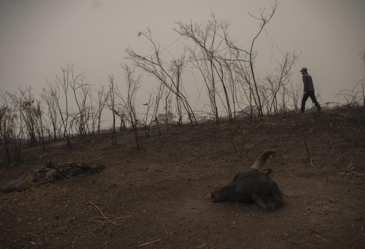 Incendio en humedal más grande del mundo en Brasil.
