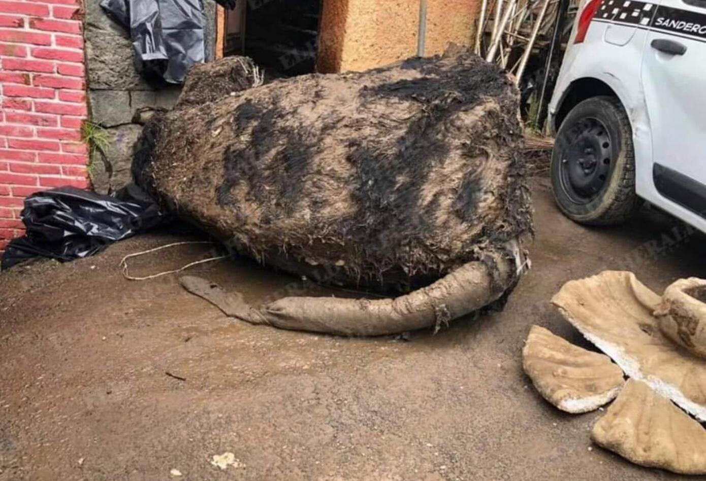 Rata gigante en México 3