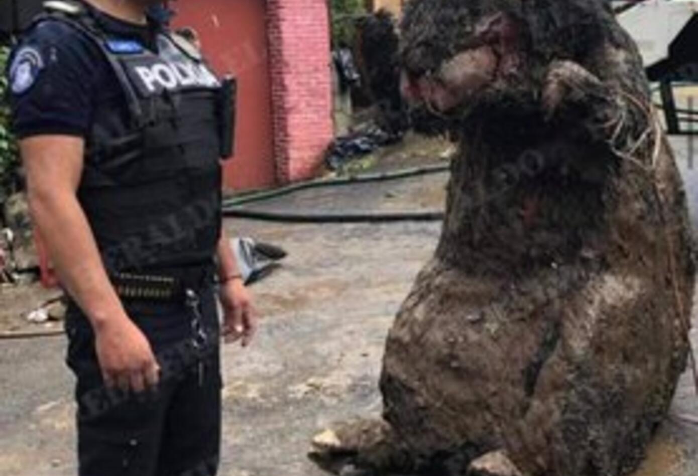 Rata gigante en México 1