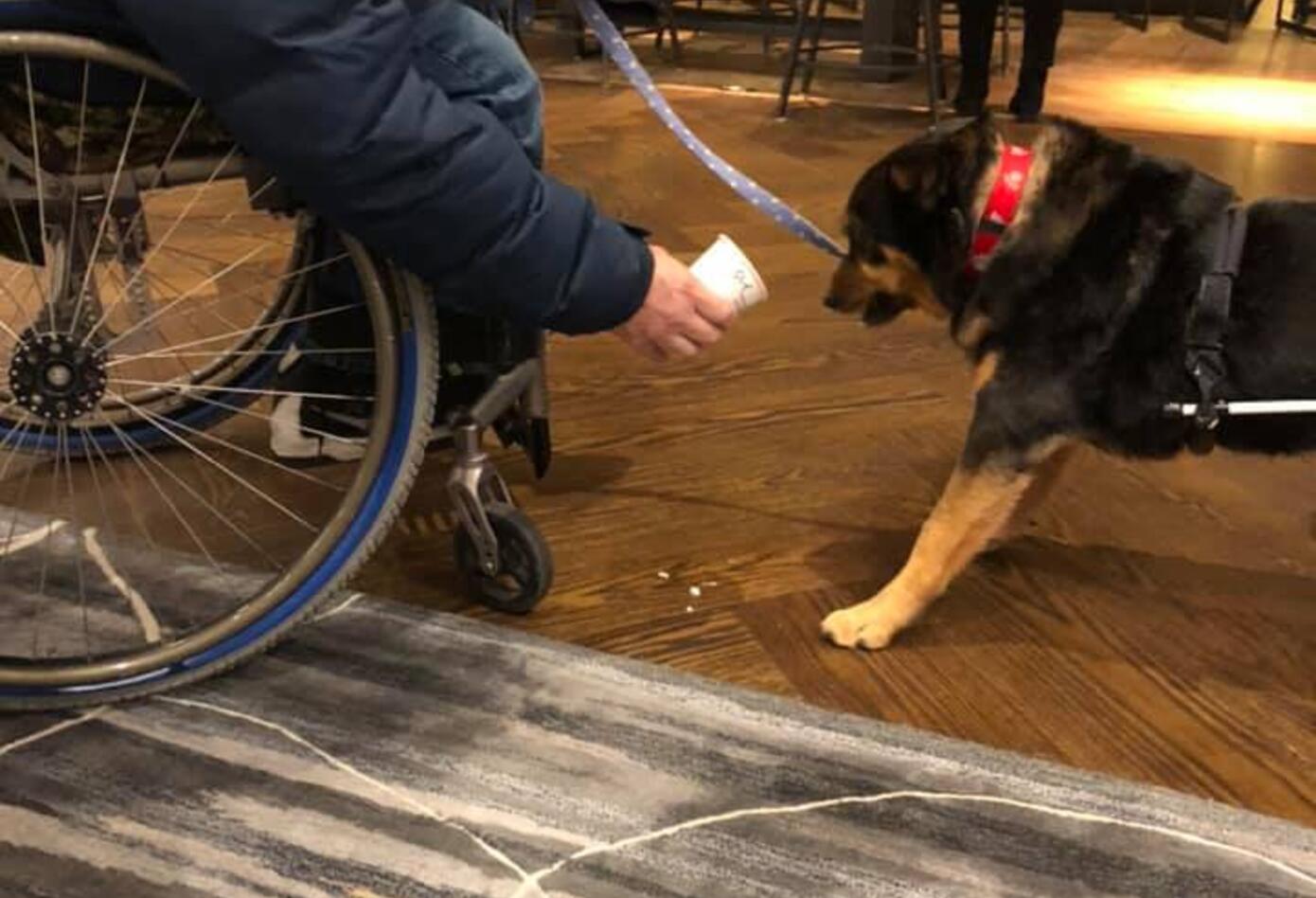 Perro en silla de ruedas