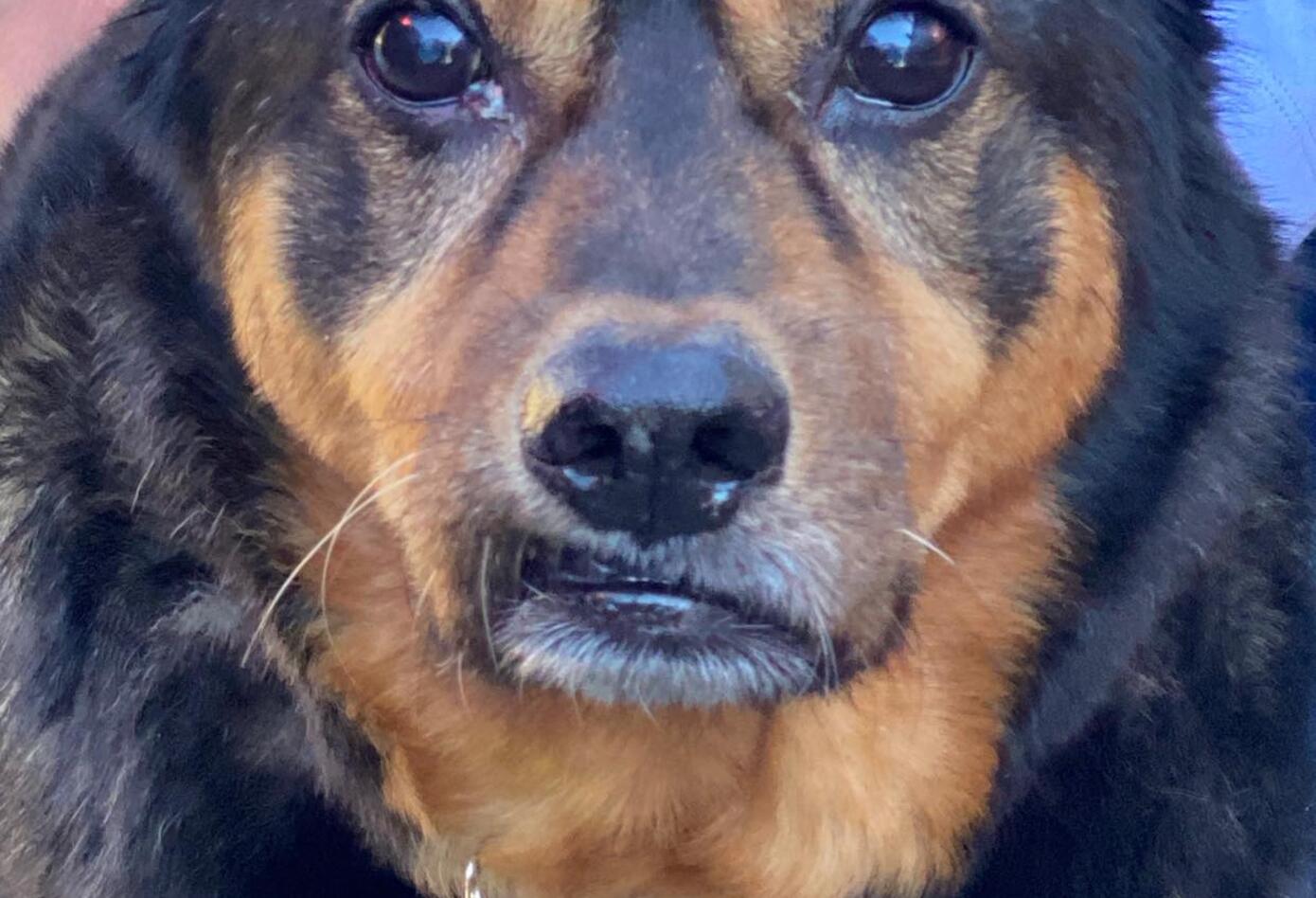 Bandit