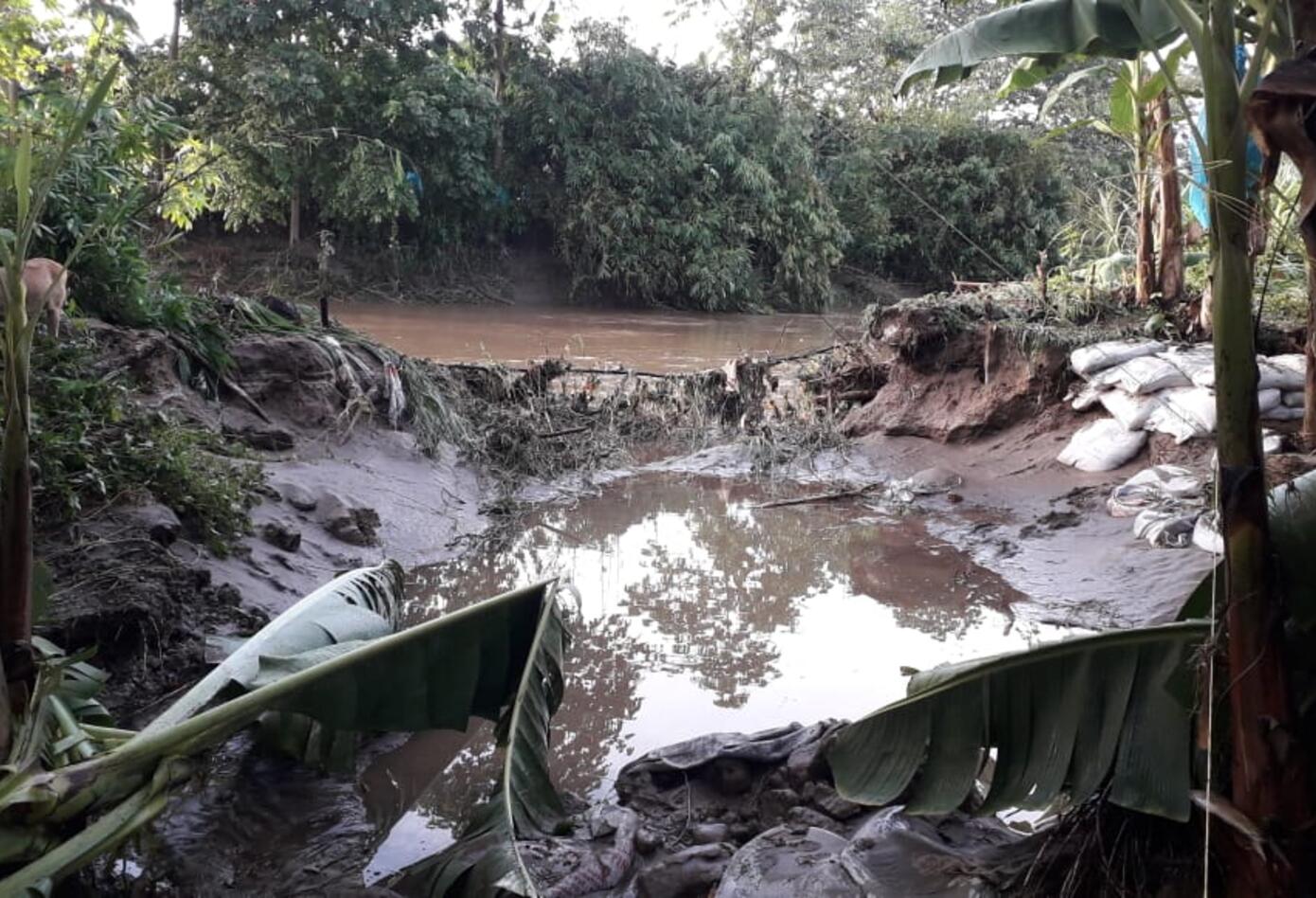 Preocupación por el desbordamiento en dos ríos afectando las siembras