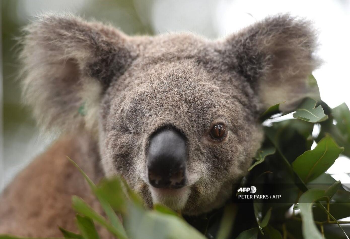 Koalas australianos