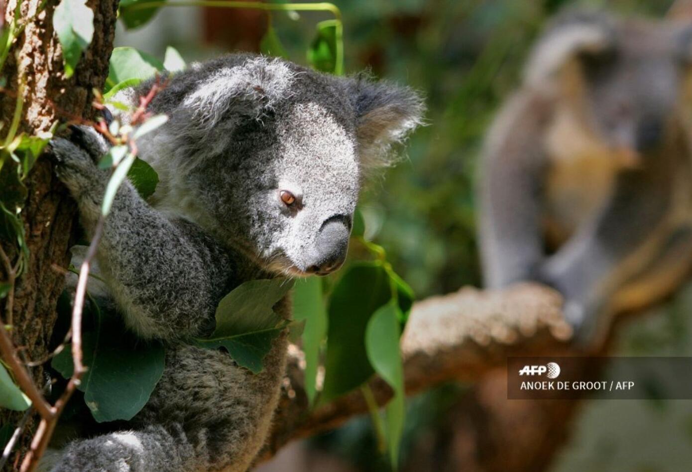 Koala australiano tiene amenazado su hábitat.