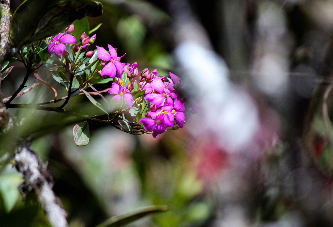 Variedad de flora en Chingaza, Cundinamarca.