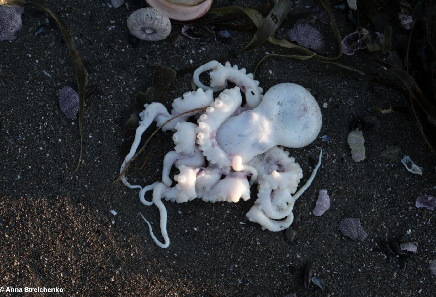 Vida marina muerta II