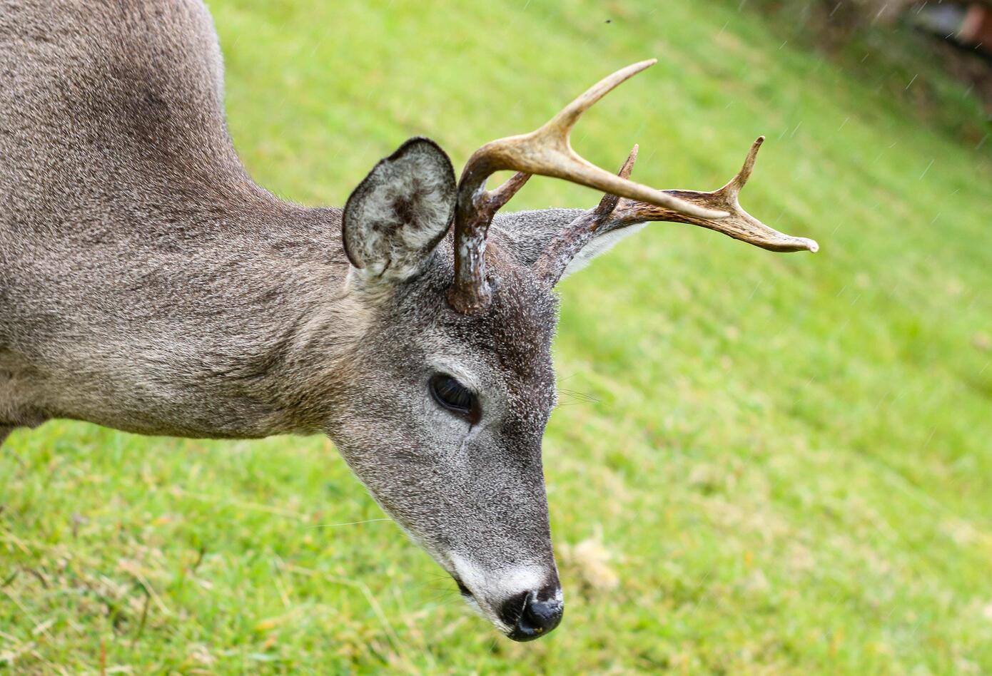 Venado cola blanca en Chingaza, Cundinamarca.