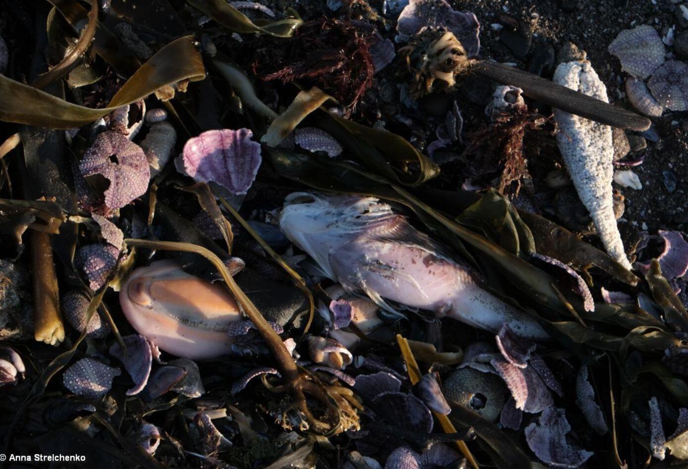 Vida marina muerta III