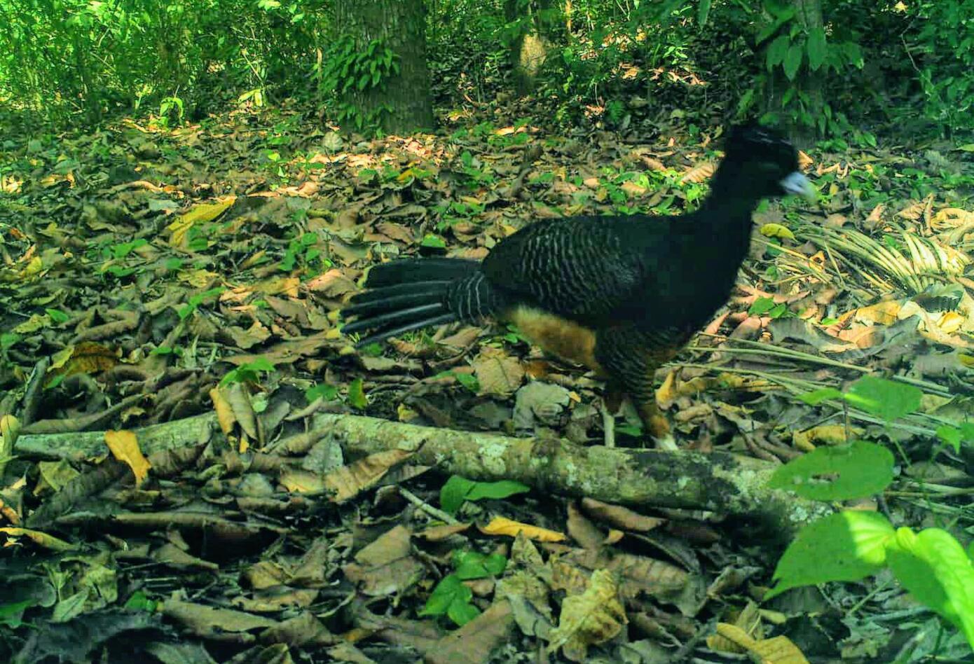 Avistamiento Parque Tayrona