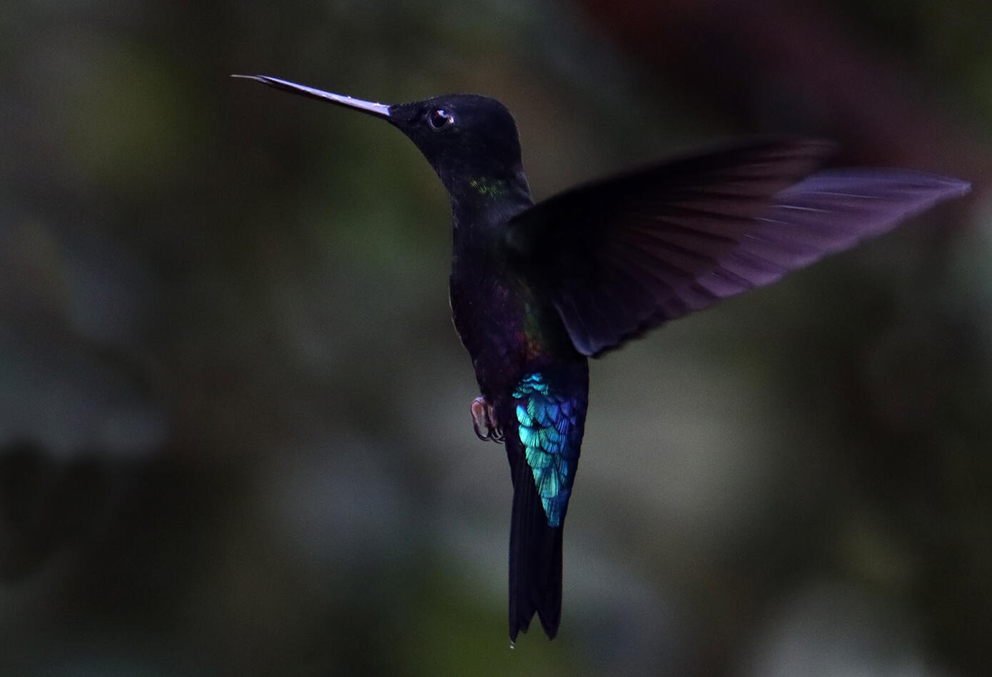 Los Colibrí en Monserrate, - Paramuno