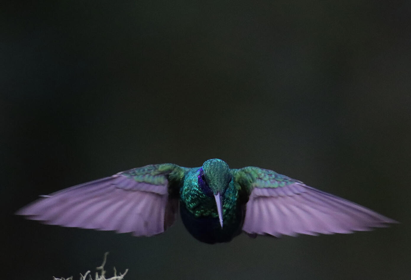 El colibrí en Monserrate - Paramuno