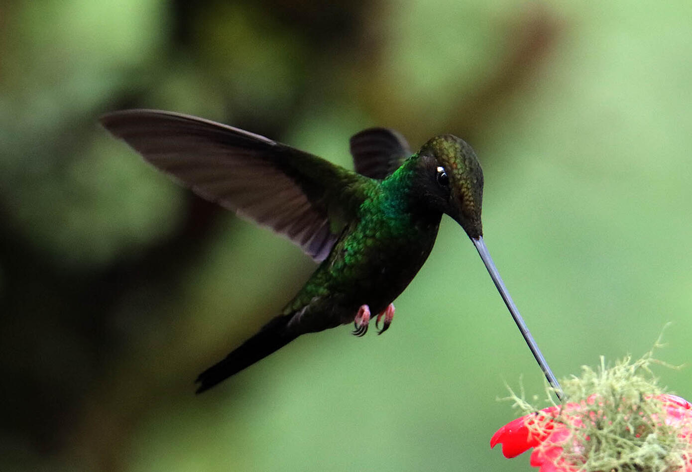 El colibrí en Monserrate - Paramuno