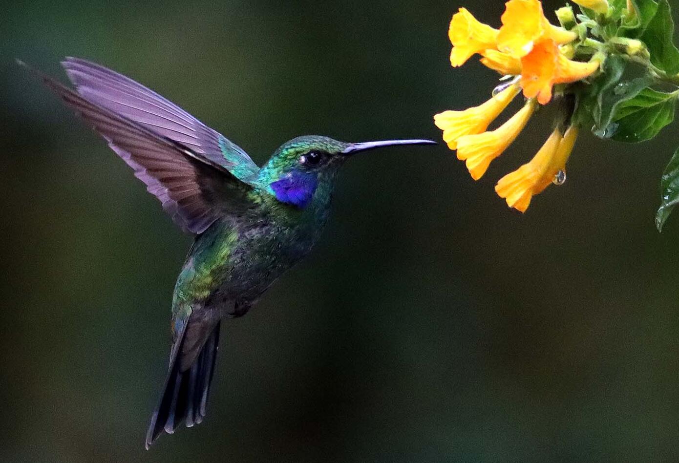 El colibrí en Monserrate - Paramuno