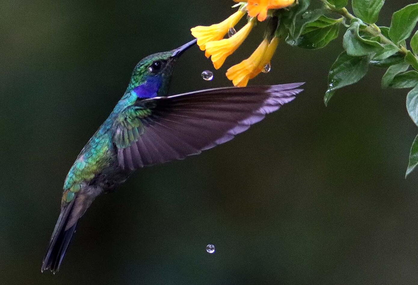 El colibrí en Monserrate - Paramuno