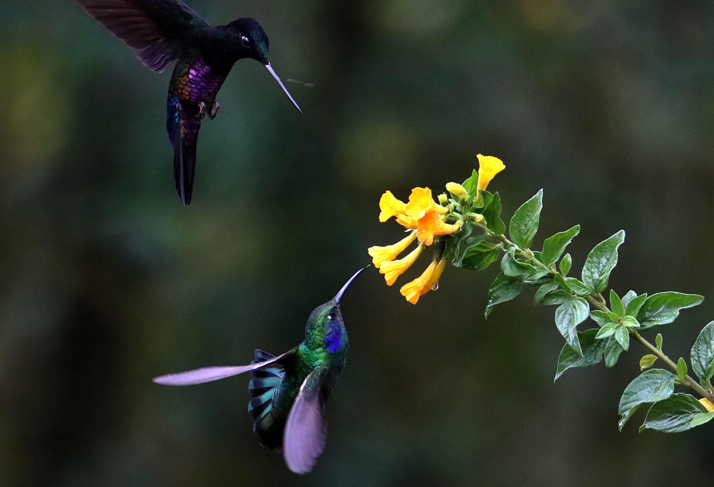 El colibrí en Monserrate - Paramuno