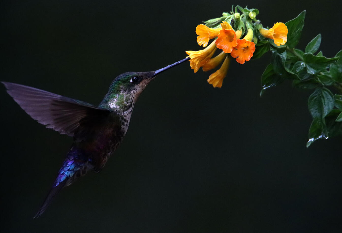 El colibrí en Monserrate - Paramuno
