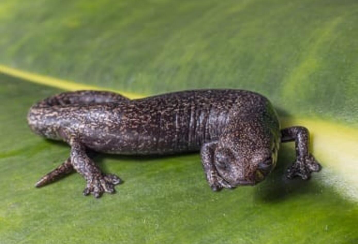 Salamandra