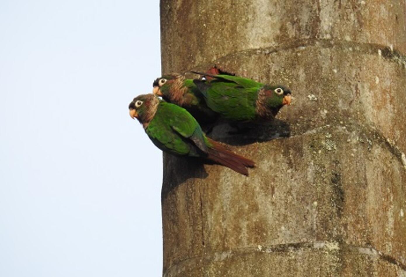 Loro aliamarillo