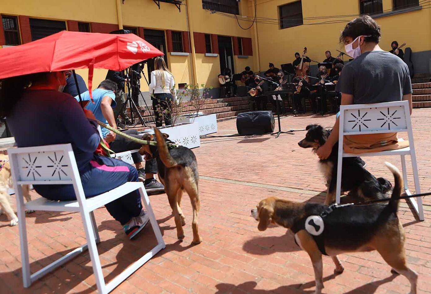 Realizan concierto en Bogotá por los derechos de los animales