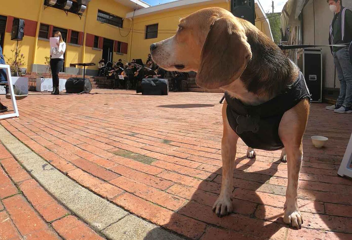 Realizan concierto en Bogotá por los derechos de los animales
