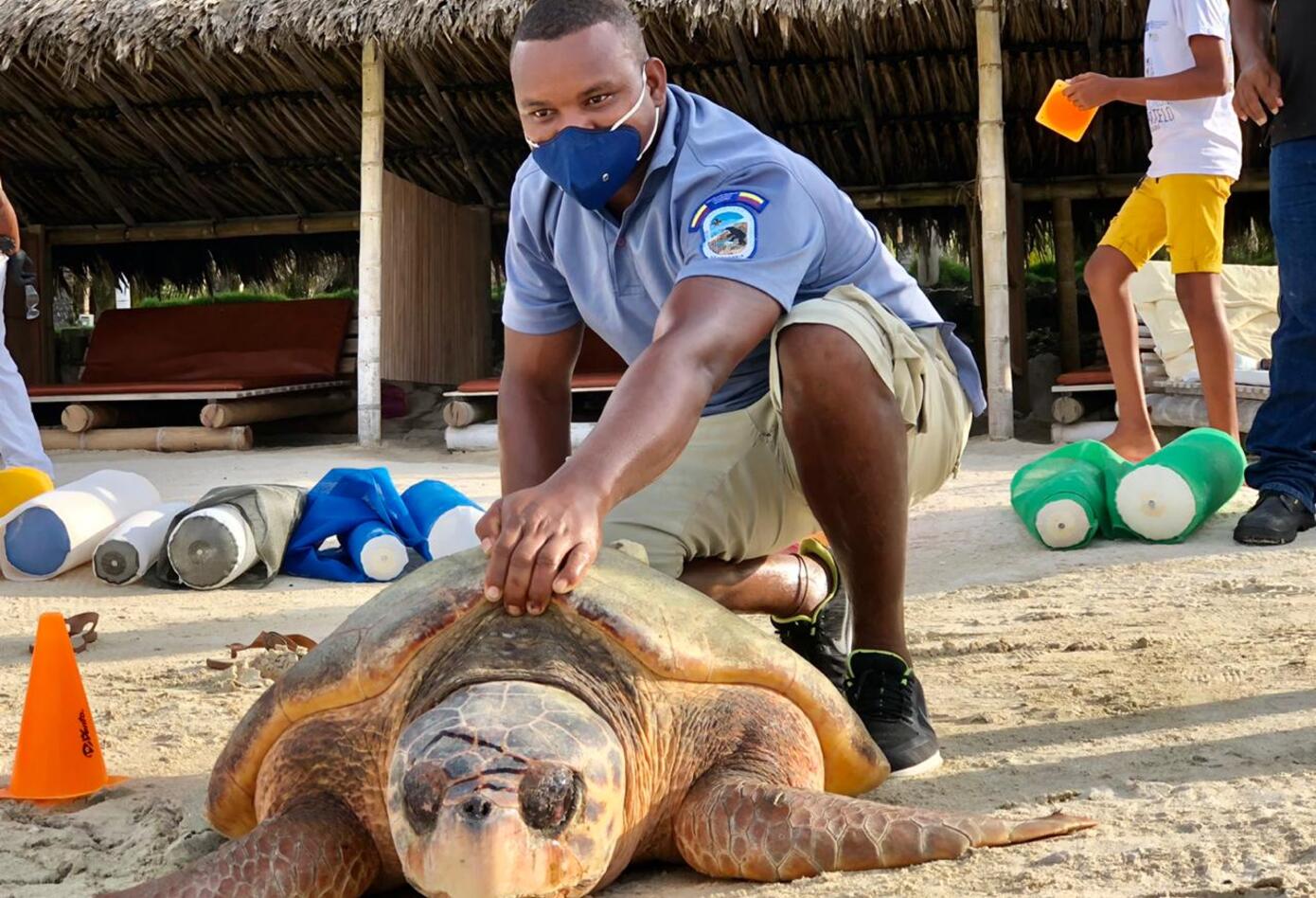 Liberación de tortugas marinas.