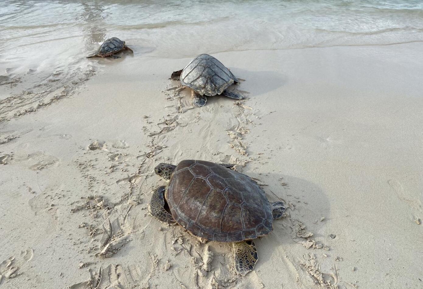 Liberación de tortugas.