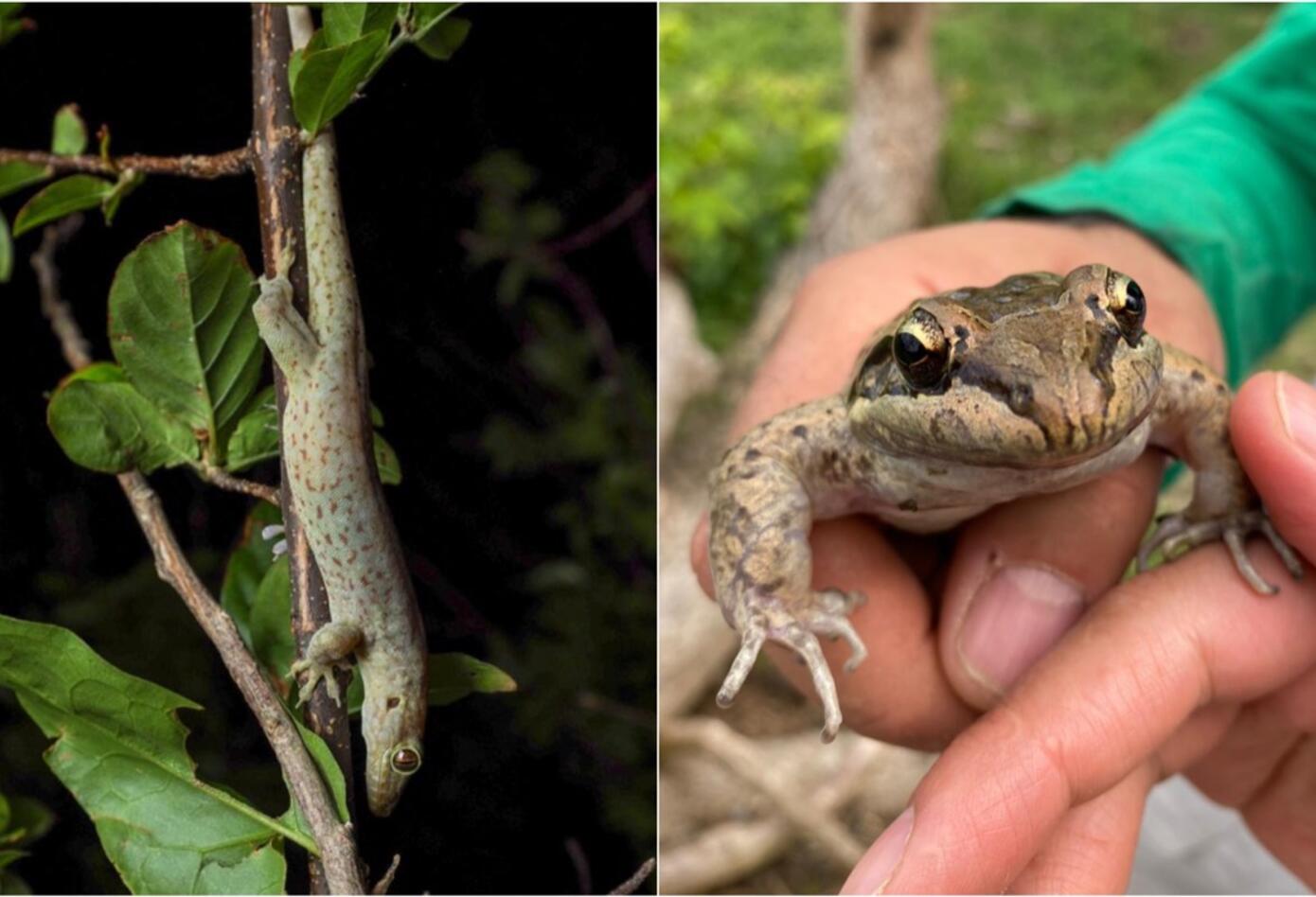 Especies endémicas halladas en la isla de Providencia.