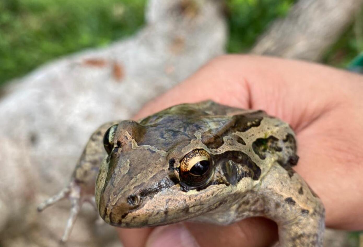Especie de rana única en Providencia.