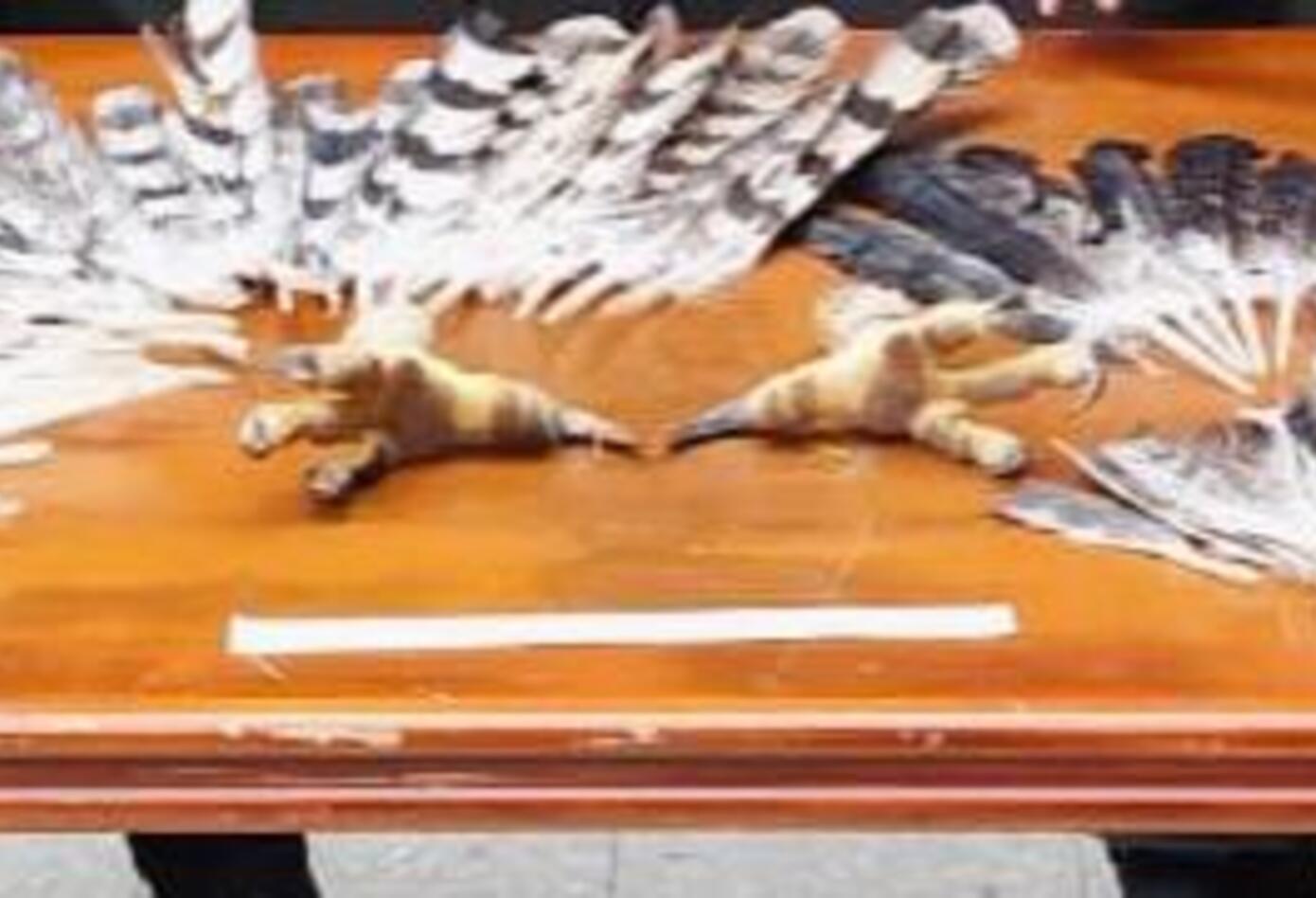 Tráfico de fauna