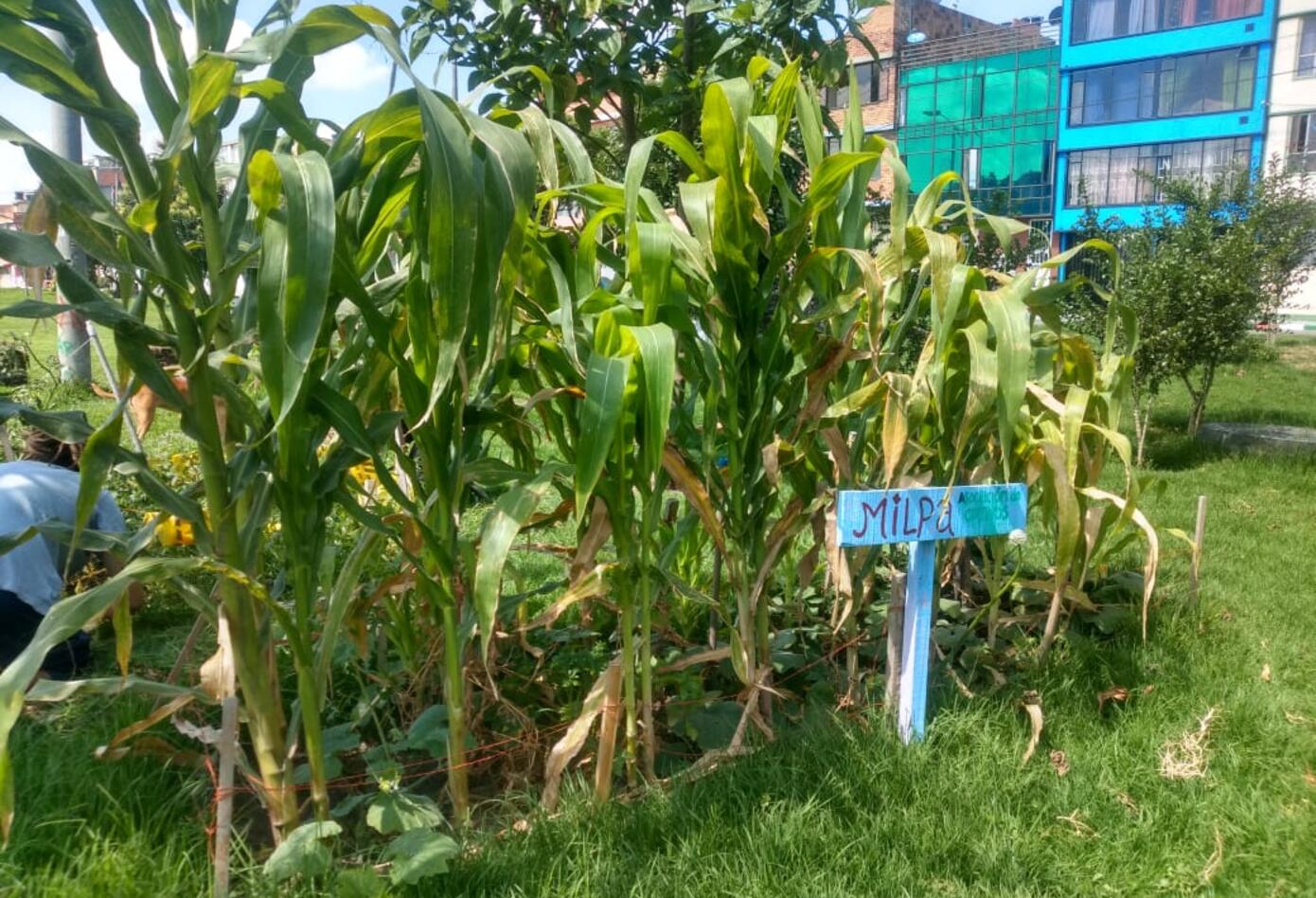 Huerta urbana en la localidad de Engativá/Bogota: Foto: comunidad.
