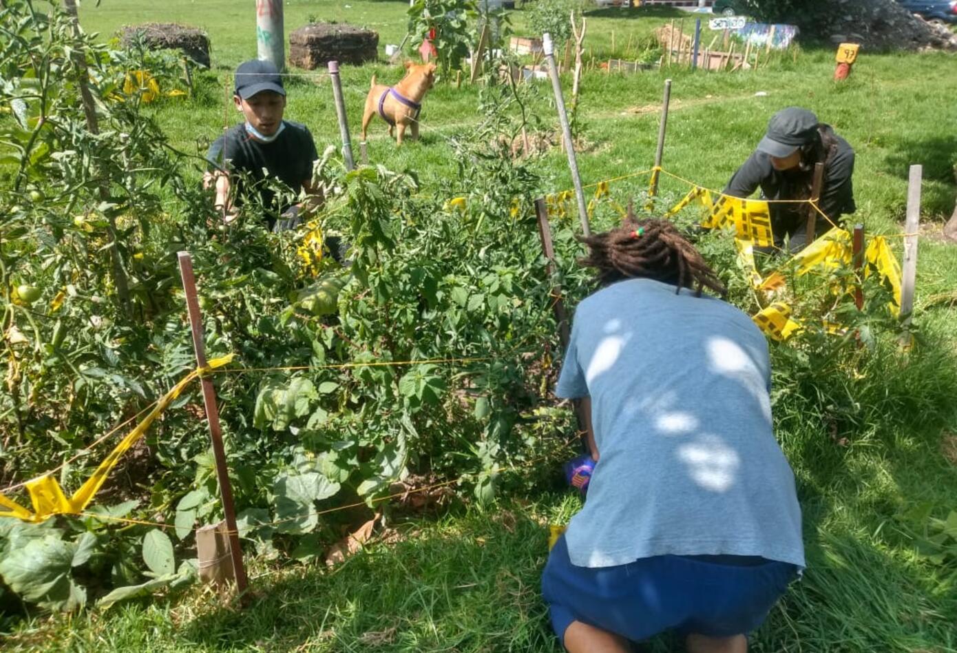 Huerta urbana en la localidad de Engativá/Bogota: Foto: comunidad.