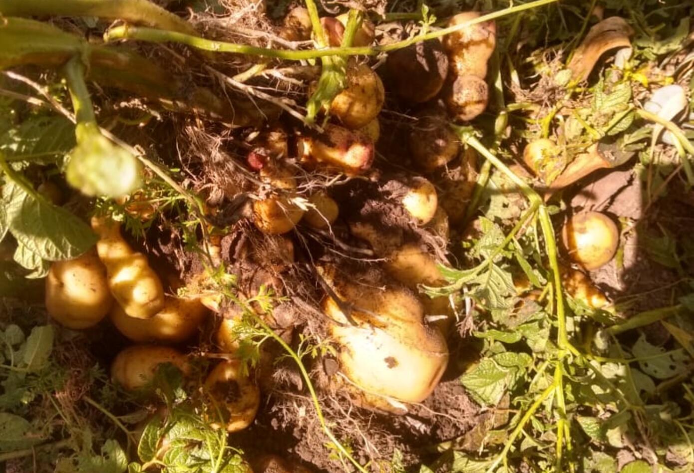 Huerta urbana en la localidad de Engativá/Bogota: Foto: comunidad.