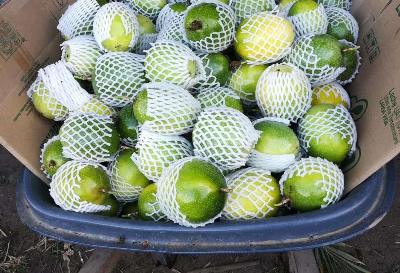 Producción de maracuyá orgánica en el sur del Huila/Foto: Camilo Perdomo.