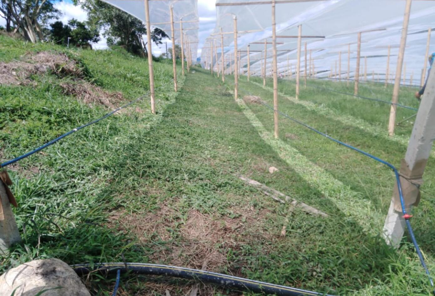 Cultivos de maracuyá orgánica.